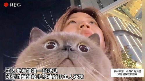 娱乐吃瓜猫原声,揭秘娱乐圈幕后故事